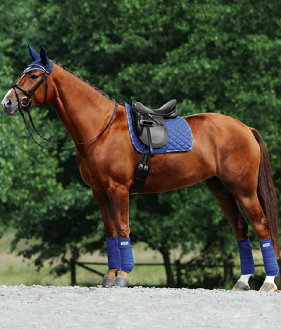 Why Use A Bitless bridle