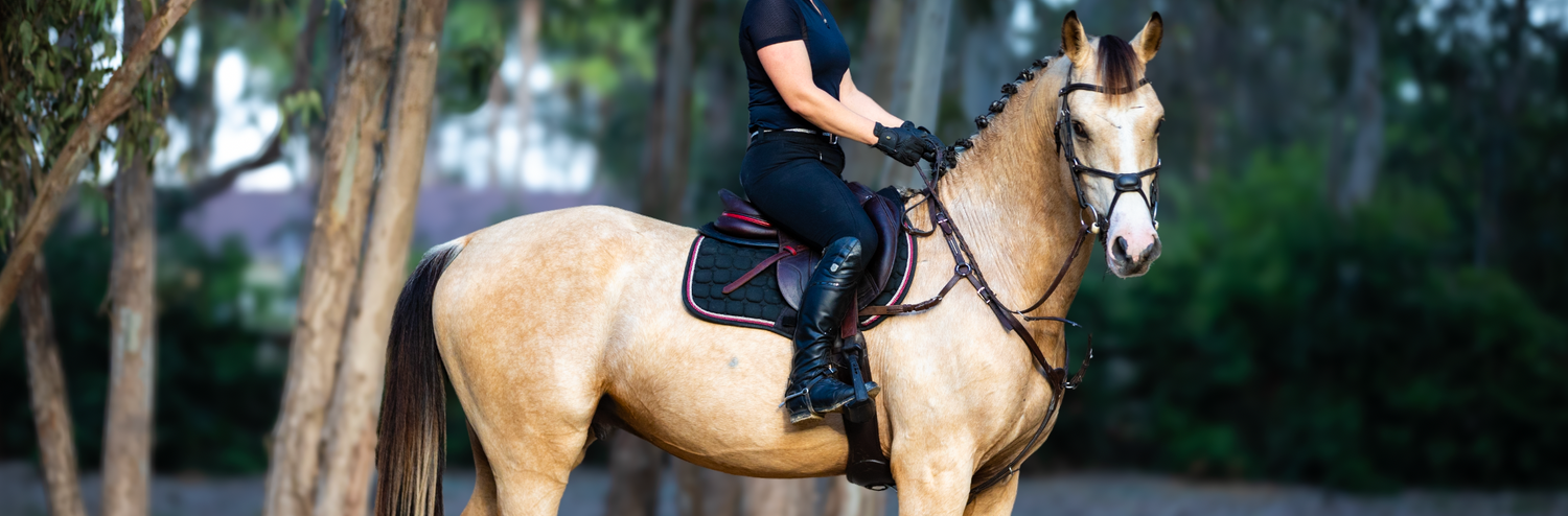 WARMBLOOD STALLION