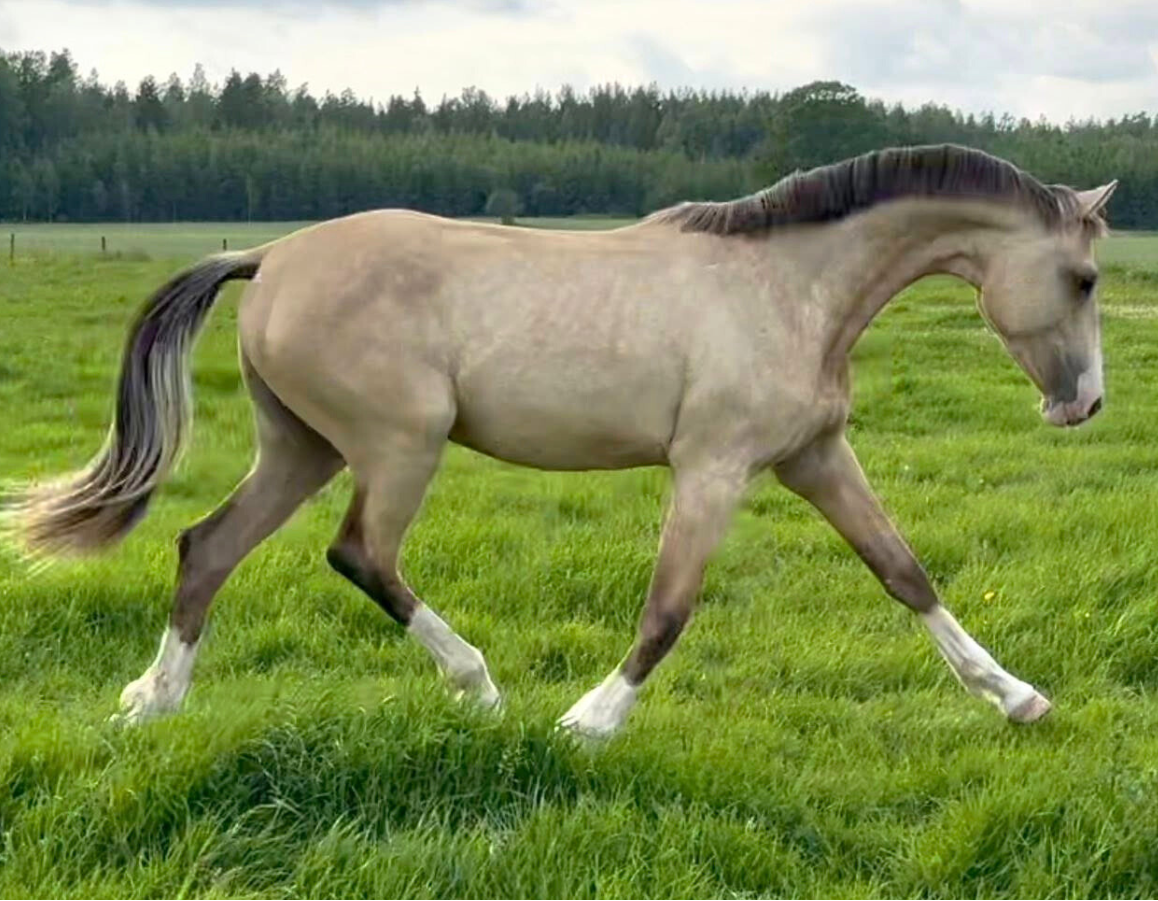 buckskin-horse-trotting