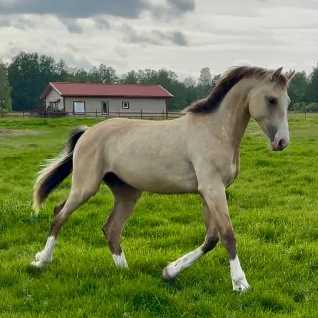 Stallion 'Zapphire' Horse Semen