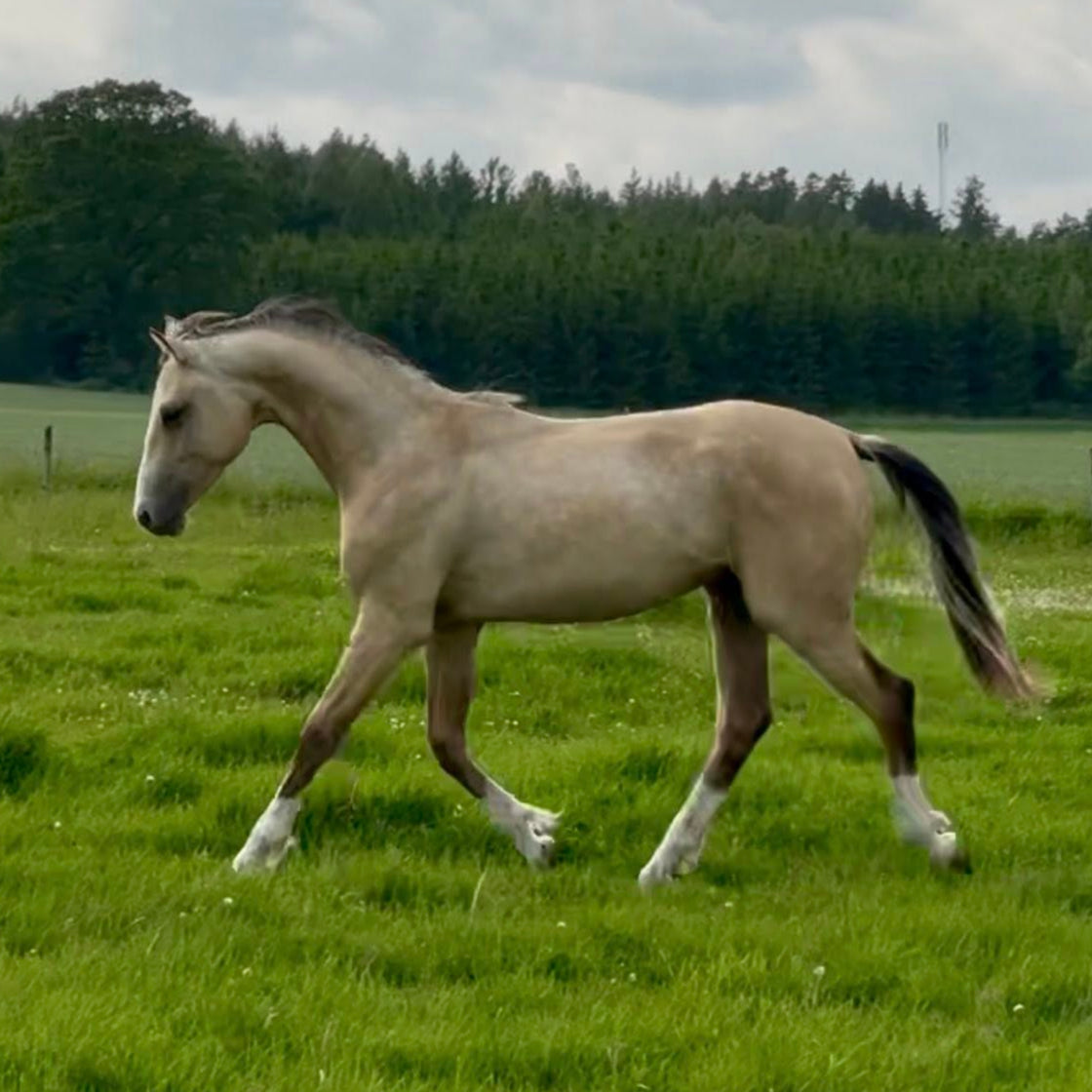 Stallion 'Zapphire' Horse Semen
