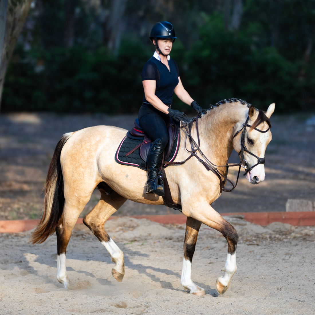 BUCKSKIN STALLION