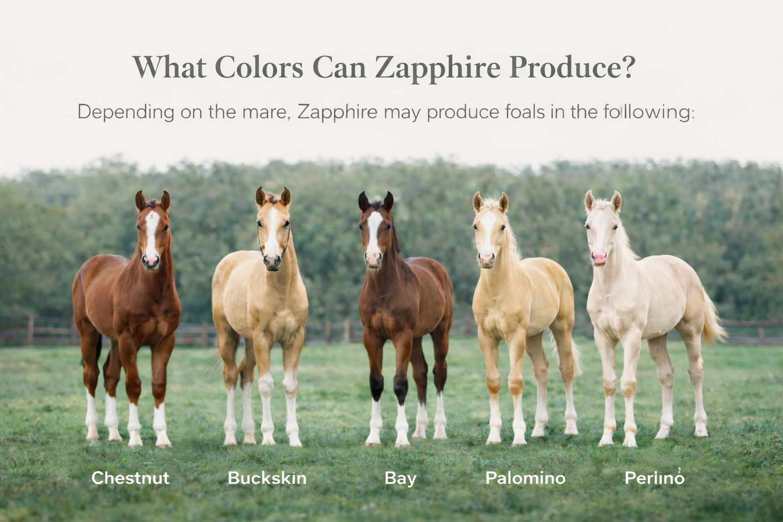Zapphire Stallion